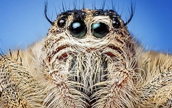 Spider eyes